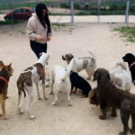 Hotel Guardería para perros Hotel Canino Arcos en Cádiz