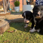 Hotel Guardería para perros Hotel Canino Casa Somnium en Castellón