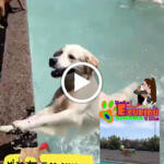 Hotel Guardería para perros Hotel Canino Escubidú en Las Palmas