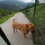 Hotel Guardería para perros Hotel Canino Gorbeiazpi en Vizcaya