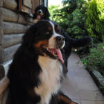 Hotel Guardería para perros Hotel Canino Ojo Guareña en Burgos