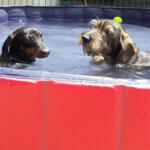 Hotel Guardería para perros Hotel Canino Tatinejos en Cantabria