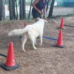Hotel Guardería para perros Hotel Canino de bajo estres La Pobla Residencia canina en Castellón