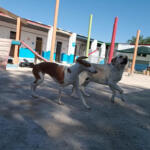 Hotel Guardería para perros Hotel Canino y Felino El Rey de la Casa - cat & dog boarding kennels en Alicante