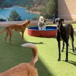 Hotel Guardería para perros Hotel MiMascota en Cuenca