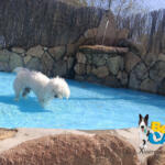 Hotel Guardería para perros Hotel canino Bestcan en Toledo