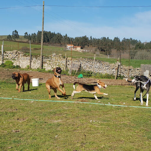 Hotel canino Don y Doña Equi- guau (Cantabria)
