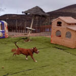 Hotel Guardería para perros Hotel canino La Pandilla en Santa Cruz de Tenerife