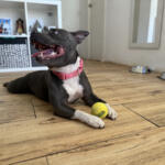 Hotel Guardería para perros Hotel canino en Madrid