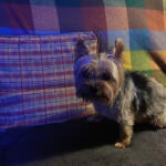 Hotel Guardería para perros Hotel canino arcoiris en Asturias