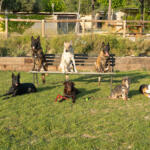 Hotel Guardería para perros Hotel de mascotas Alicante Can-cun en Alicante