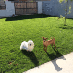Hotel Guardería para perros Hotel guardería canina para perritos mini y toy