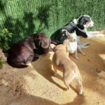 Hotel Guardería para perros Huellas y Manchas en Alicante