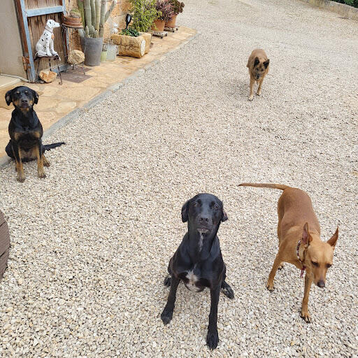 Hundepension 