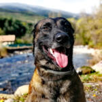 Hotel Guardería para perros Jacan Residencia S.L en Huesca