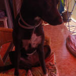 Hotel Guardería para perros Kamaca Centro Bienestar Animal | Educación Canina en Islas Baleares