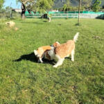 Hotel Guardería para perros Kan-Gurea en Navarra