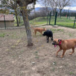 Hotel Guardería para perros Kinder Pet Hotel en Navarra