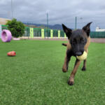 Hotel Guardería para perros Koala Pets Home | Hotel y residencia canina en Tenerife en Santa Cruz de Tenerife