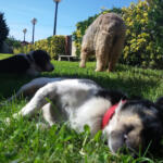 Hotel Guardería para perros La Casa del Perro en Vizcaya