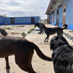 Hotel Guardería para perros La Guarida Residencia Canina en Guadalajara