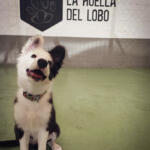 Hotel Guardería para perros La Huella del Lobo en Guipúzcoa