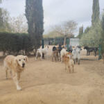 Hotel Guardería para perros La Pradera Residencia Canina en Valencia en Valencia