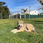 Hotel Guardería para perros La Reserva Centre Caní en Girona
