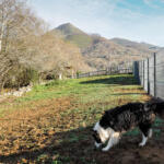 Hotel Guardería para perros La Torre Canina - Guarderia y Hotel para perros en Asturias