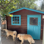 Hotel Guardería para perros "Las Chiveas" en Granada