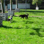 Hotel Guardería para perros Las mascotas de Ines centro canino en Navarra
