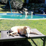Hotel Guardería para perros Les Oliveres Rural Can en Barcelona