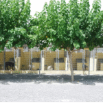 Hotel Guardería para perros MASCOTA CENTER en Alicante