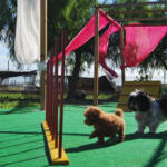 Hotel Guardería para perros Mary's Pet Hotel en Alicante