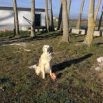 Hotel Guardería para perros Mascocamping Residencia Canina en Salamanca