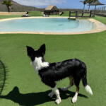 Hotel Guardería para perros Mascots hotel & club en Santa Cruz de Tenerife