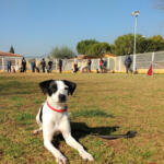Hotel Guardería para perros Mediterrània Centro Canino en Castellón