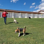Hotel Guardería para perros Mendixurbe Hotel Canino en Navarra
