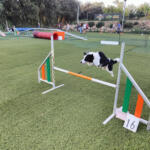 Hotel Guardería para perros Mircatpark resort en Girona