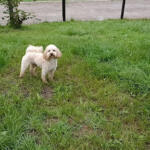 Hotel Guardería para perros Monte Deva Pet Resort en Asturias