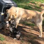 Hotel Guardería para perros Nescap - Son Cloveia - Dog Boarding