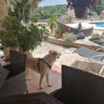 Hotel Guardería para perros Nika's Bell-Hotel en Islas Baleares