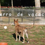 Hotel Guardería para perros O Meu Caron - Club de campo para perros. Residencia Canina Sin Jaulas en Ourense