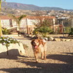 Hotel Guardería para perros PROANICAN en Santa Cruz de Tenerife
