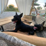 Hotel Guardería para perros Pawradise Dog Hotel Guarderia Canina Sin Jaulas en Islas Baleares