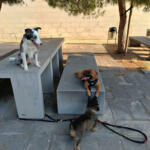 Hotel Guardería para perros Perretes - DogTrainer en Barcelona