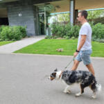 Hotel Guardería para perros Perro Sano en Barcelona