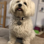 Hotel Guardería para perros Pet Sitter Garraf en Barcelona
