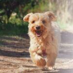Hotel Guardería para perros Pet's Kangoo en Zaragoza
