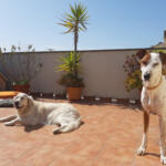 Hotel Guardería para perros Pfoten im Sand Mallorca en Islas Baleares